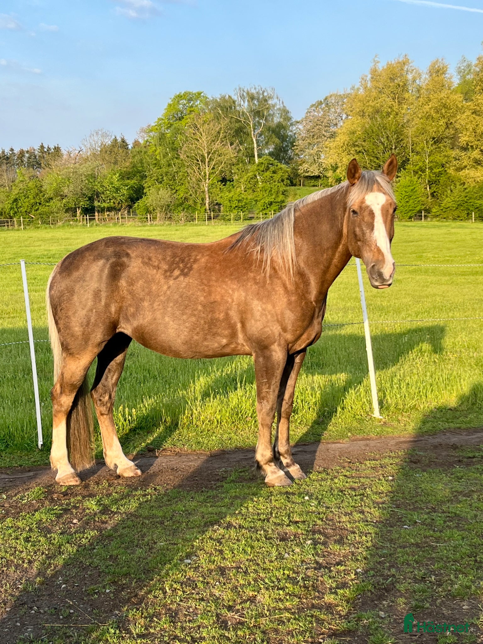  hästar Allroundhäst till fin människa  - Annons 1