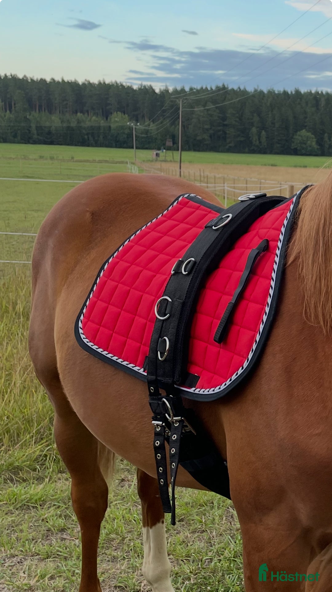 Övrig Hästutrustning hästutrustning till salu: Longergjord i Bro - Annons 2