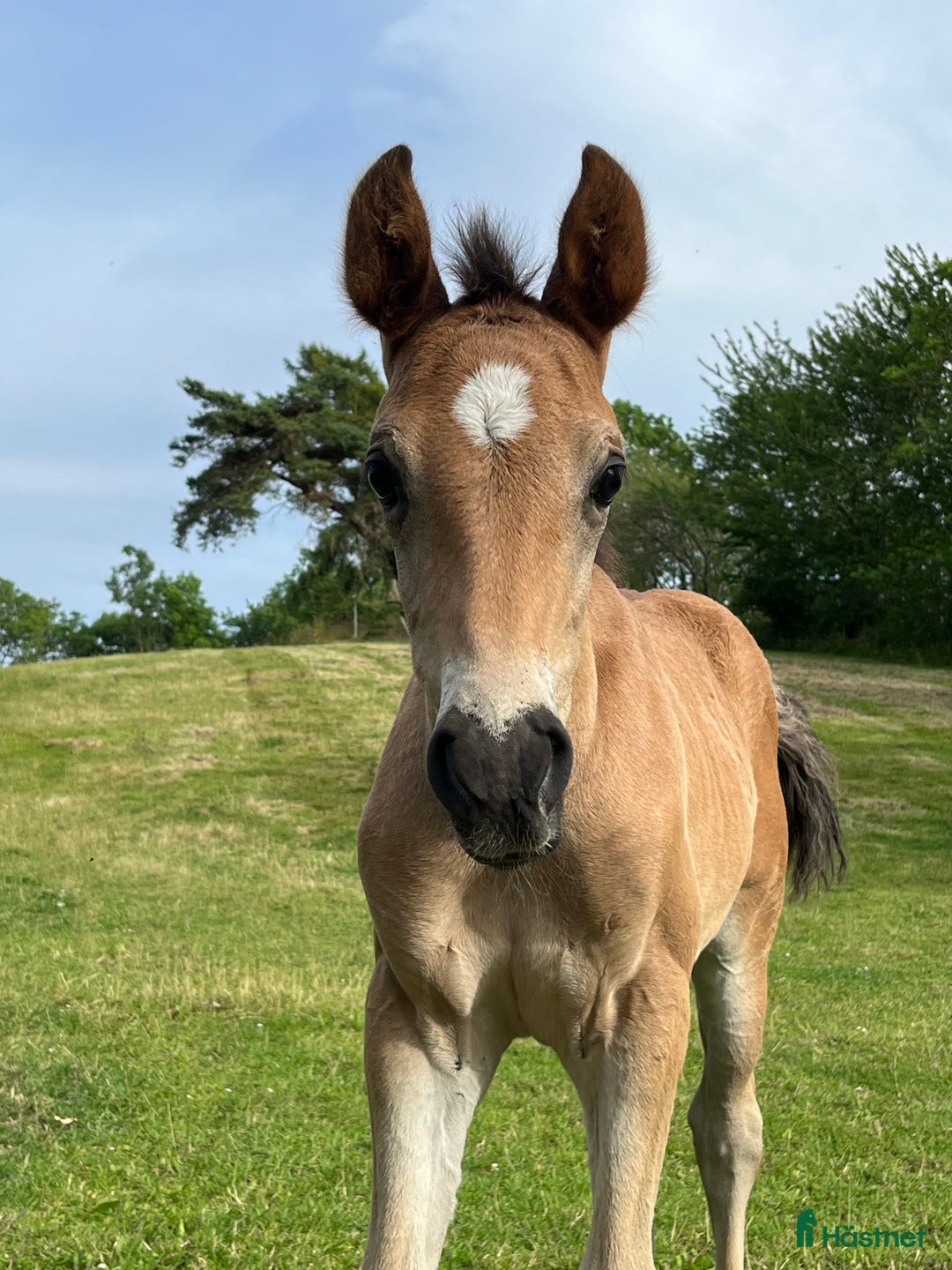 Allround hästar till salu: Fanzy i Simrishamn - Annons 6