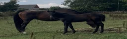 Allround hästar till salu: Hingst Föl 75% fullblod - Annons 3