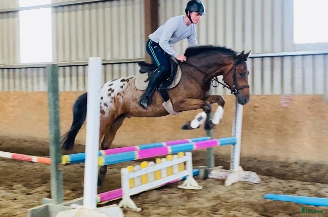 Allround hästar till salu: Selection of Irish ponies i Ljungby - Bild 16