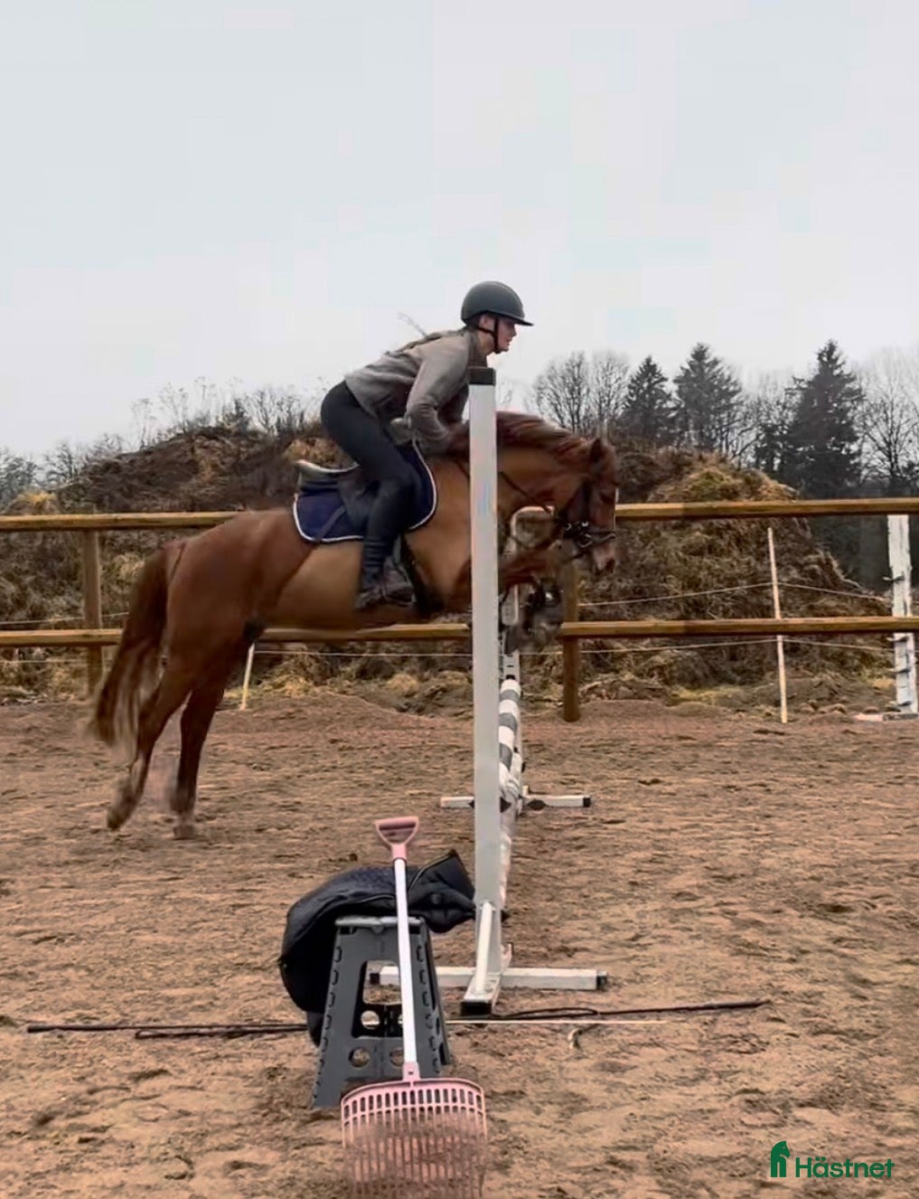  hästar 5 årig Multitalang  - Annons 6