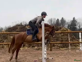 hästar 5 årig Multitalang - Annons 6