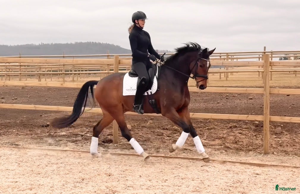 hästar Okomplicerad valack med stor potential  - Annons 4