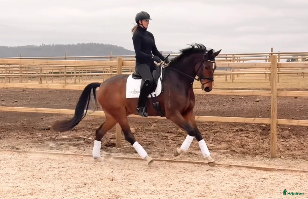 Dressyr hästar till salu: Okomplicerad valack med stor potential  - Annons 1