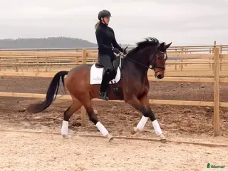 hästar Okomplicerad valack med stor potential - Annons 3