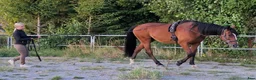 Allround hästar till salu: Jättefin kille!  - Annons 4