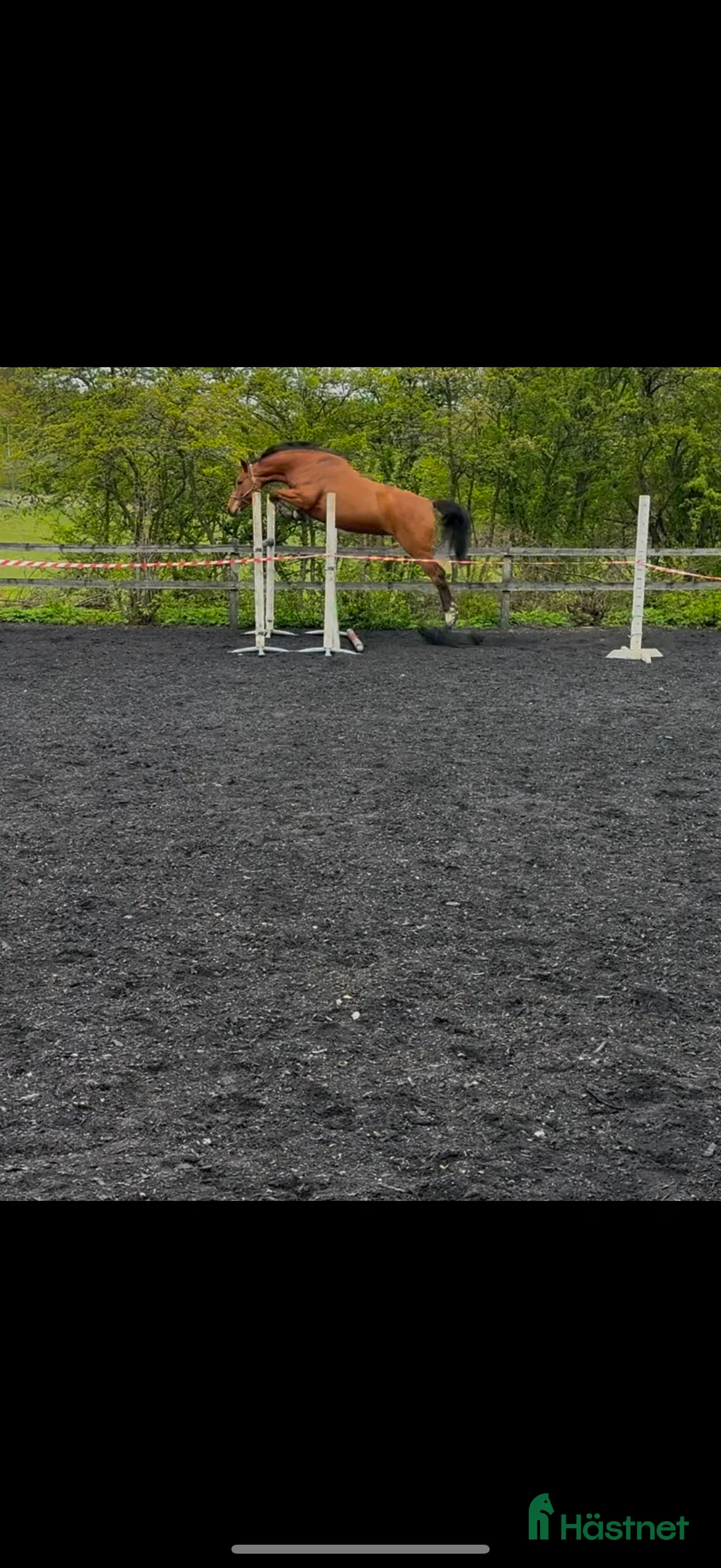 Allround hästar till salu: Fint sto  i Karlshamn - Annons 4