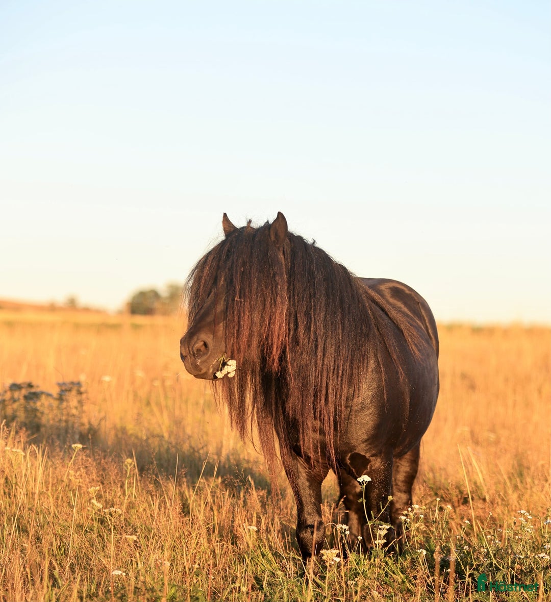 Avelshästar hästar till salu: Avelshingst shetlandsponnyn  i Falköping - Annons 2