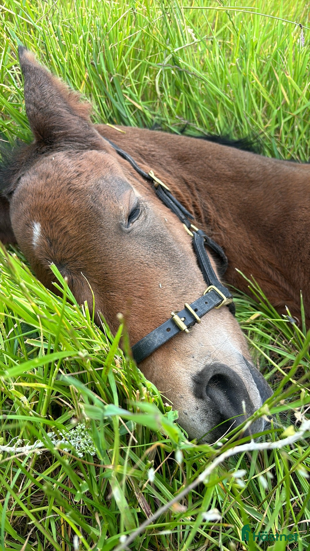 Allround hästar till salu: Ett riktigt fynd för den kräsne! i Tvååker - Annons 1