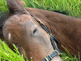 Allround hästar till salu: Ett riktigt fynd för den kräsne! i Tvååker - Annons 1