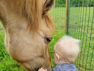 Allround hästar till salu: Hammarby Tepla i Kungsbacka - Annons 1