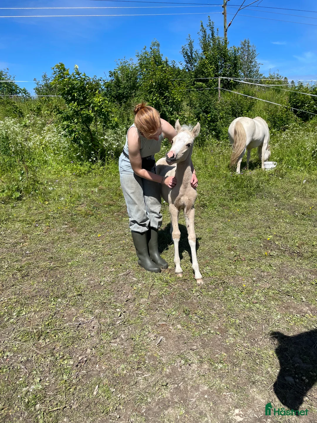 Allround hästar till salu: Vems drömponny? i Mörsil - Annons 10