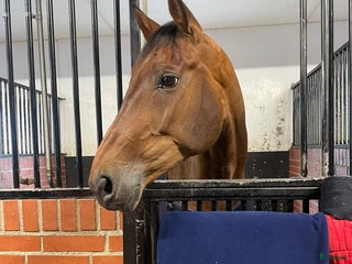 hästar Trevligt sto till salu i Vallda - Annons 2