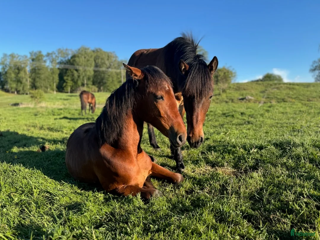 Trav hästar till salu: Spesiell 2 Års Hingst i Husøysund - Annons 3