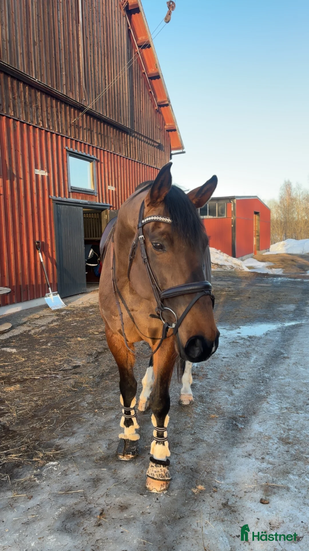 Dressyr hästar till salu: En bästavän att träna och tävla med - Annons 1