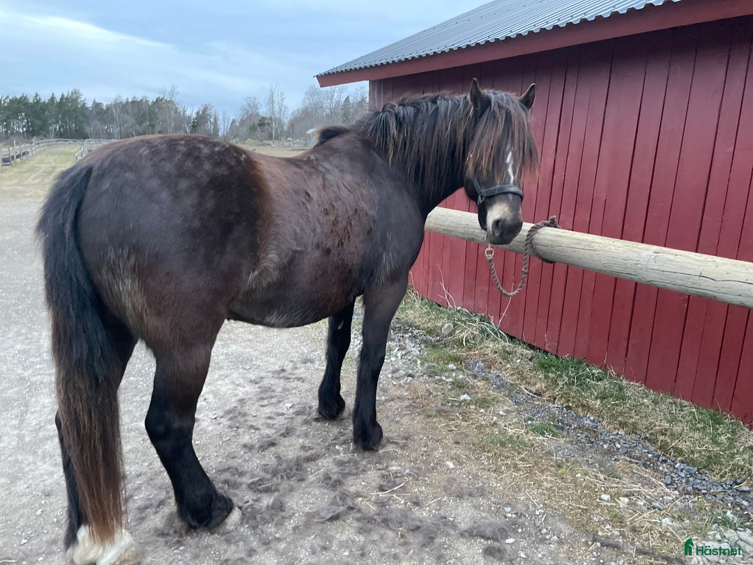  foderhäst finnes: Fodervärd sökes  i Solna - Annons 5
