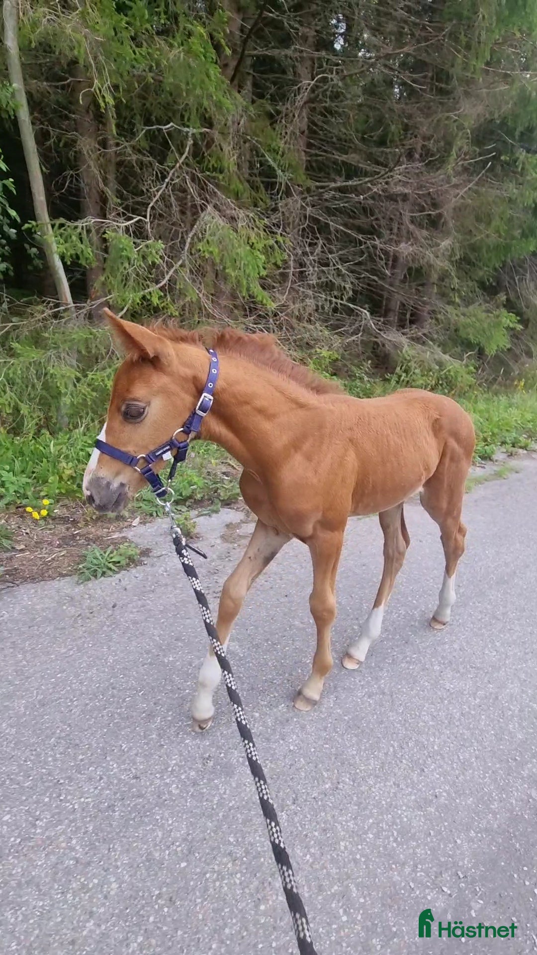 Dressyr hästar till salu: Supertrevligt sto e.Zafferano  i Ludvika - Bild 5