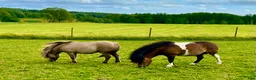 Allround hästar till salu: Viking af Löstorp och Loke  - Annons 1