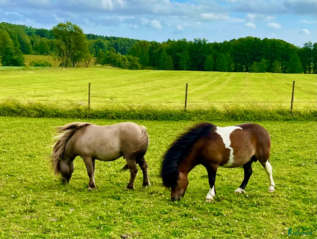 Allround hästar till salu: Viking af Löstorp och Loke  - Annons 1