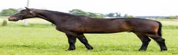 Allround hästar till salu: Premium Allrounder- dressage, driving, jumping - Annons 5