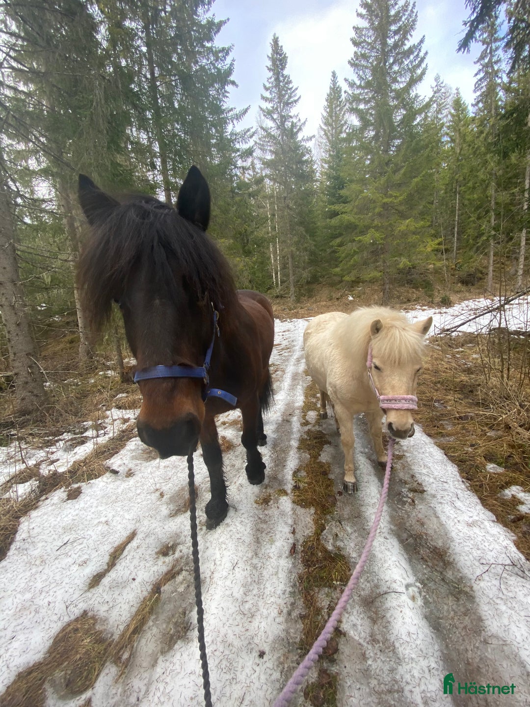 Allround hästar till salu: 19 årig valack säljes tillsammans med flickvän. i Fränsta - Bild 2