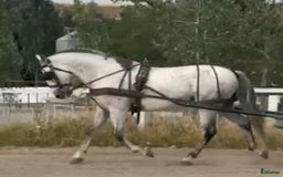 Körning hästar till salu: Allround kvalitets PRE riden samt körd i Guadarrama - Bild 2