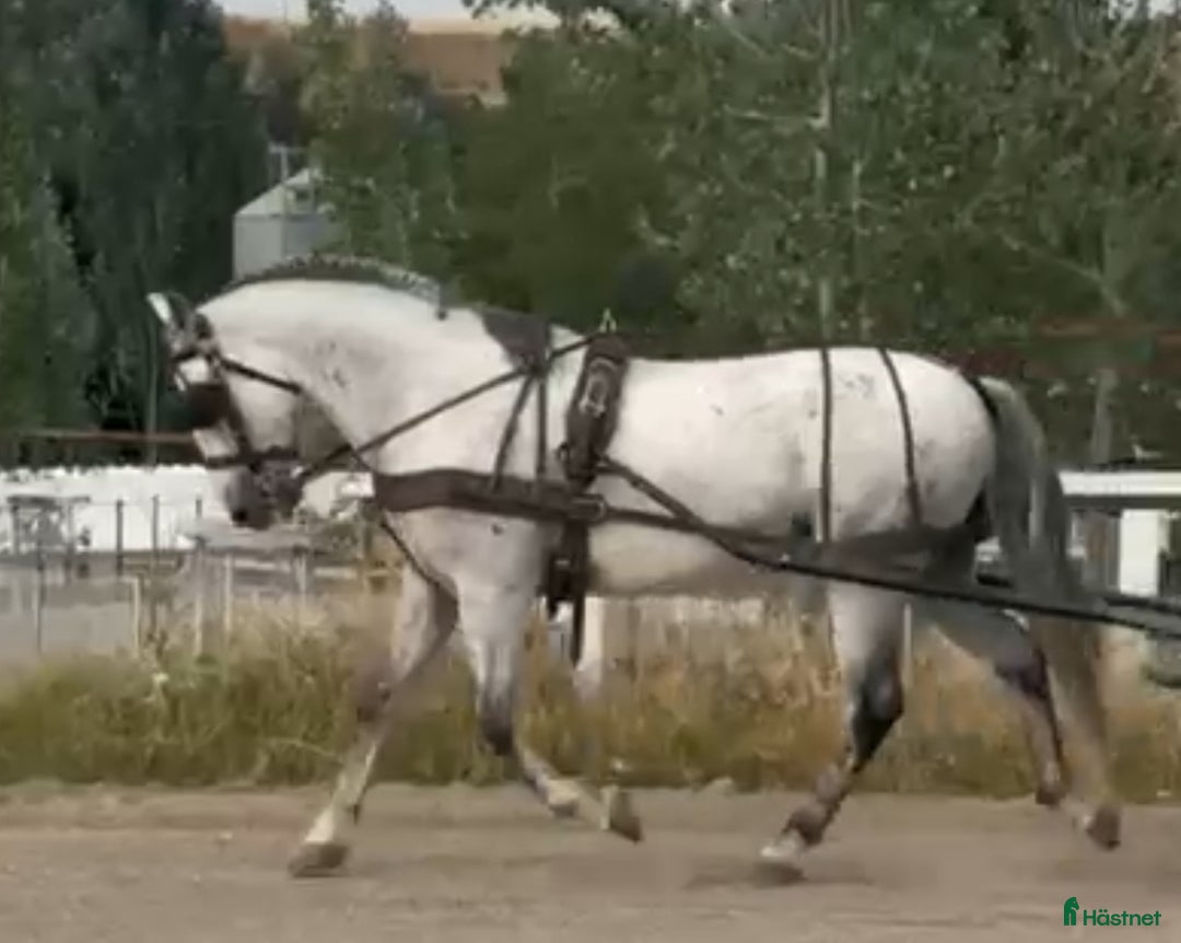 Körning hästar till salu: Allround kvalitets PRE riden samt körd i Guadarrama - Bild 2
