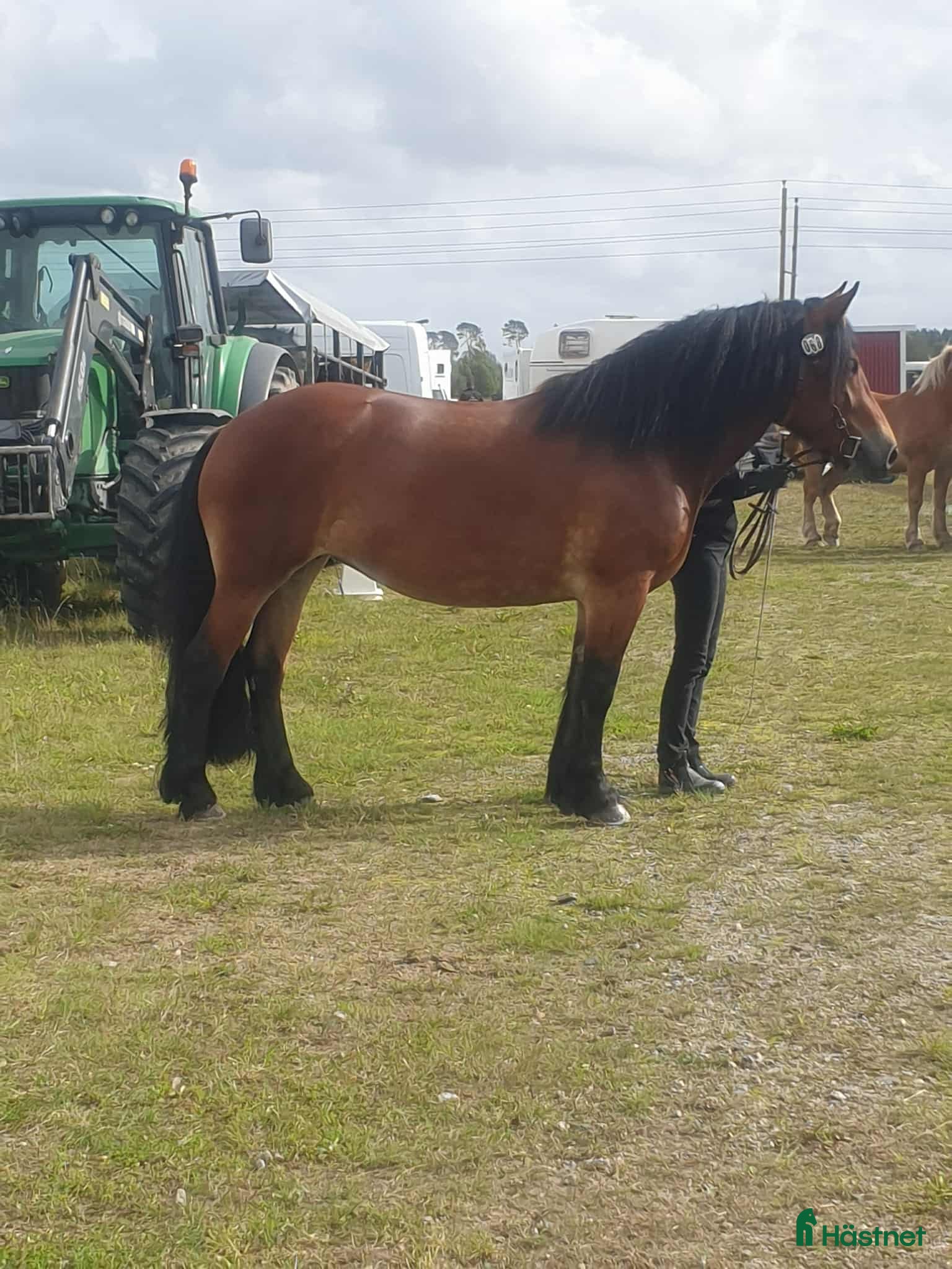  hästar Fantastiskt allroundhäst  i Töreboda - Annons 1