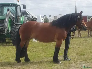 hästar Fantastiskt allroundhäst i Töreboda - Annons 1