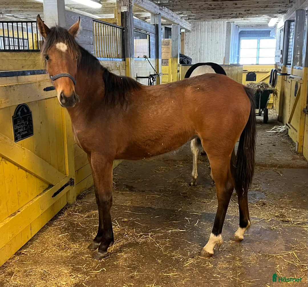 Allround hästar till salu: Svensk Ridponny - Annons 2