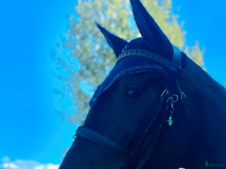 hästar Snäll 4 åring!! i Floby - Annons 17