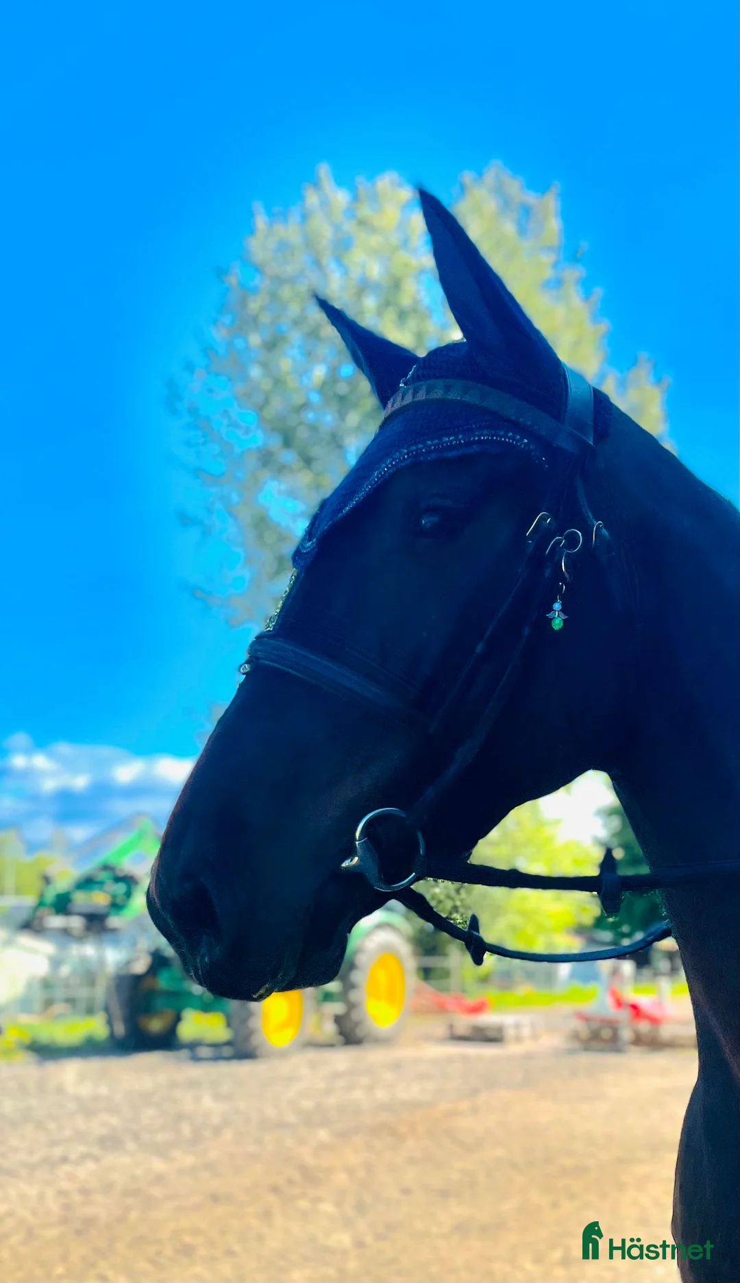 Allround hästar till salu: Snäll 4 åring!!  i Floby - Annons 1