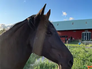 hästar Hoppkompis och bästa vän sökes! - Annons 11