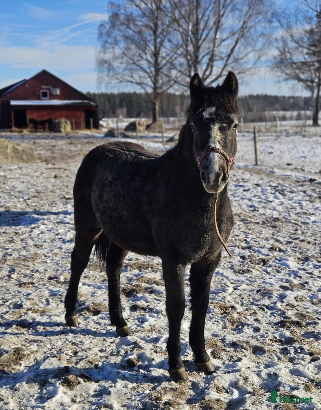 Hoppning hästar till salu: My Hawk’s Crystal - Annons 1