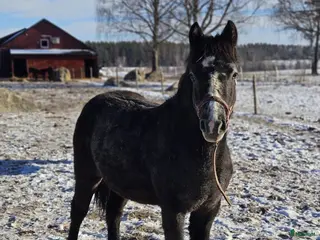 hästar My Hawk’s Crystal - Annons 2