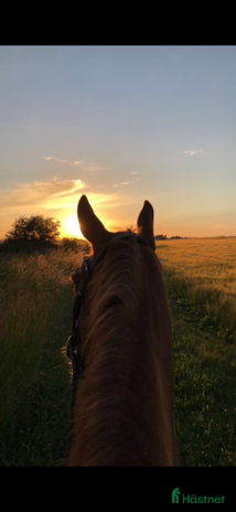 foderhäst i Harlösa - Annons 1