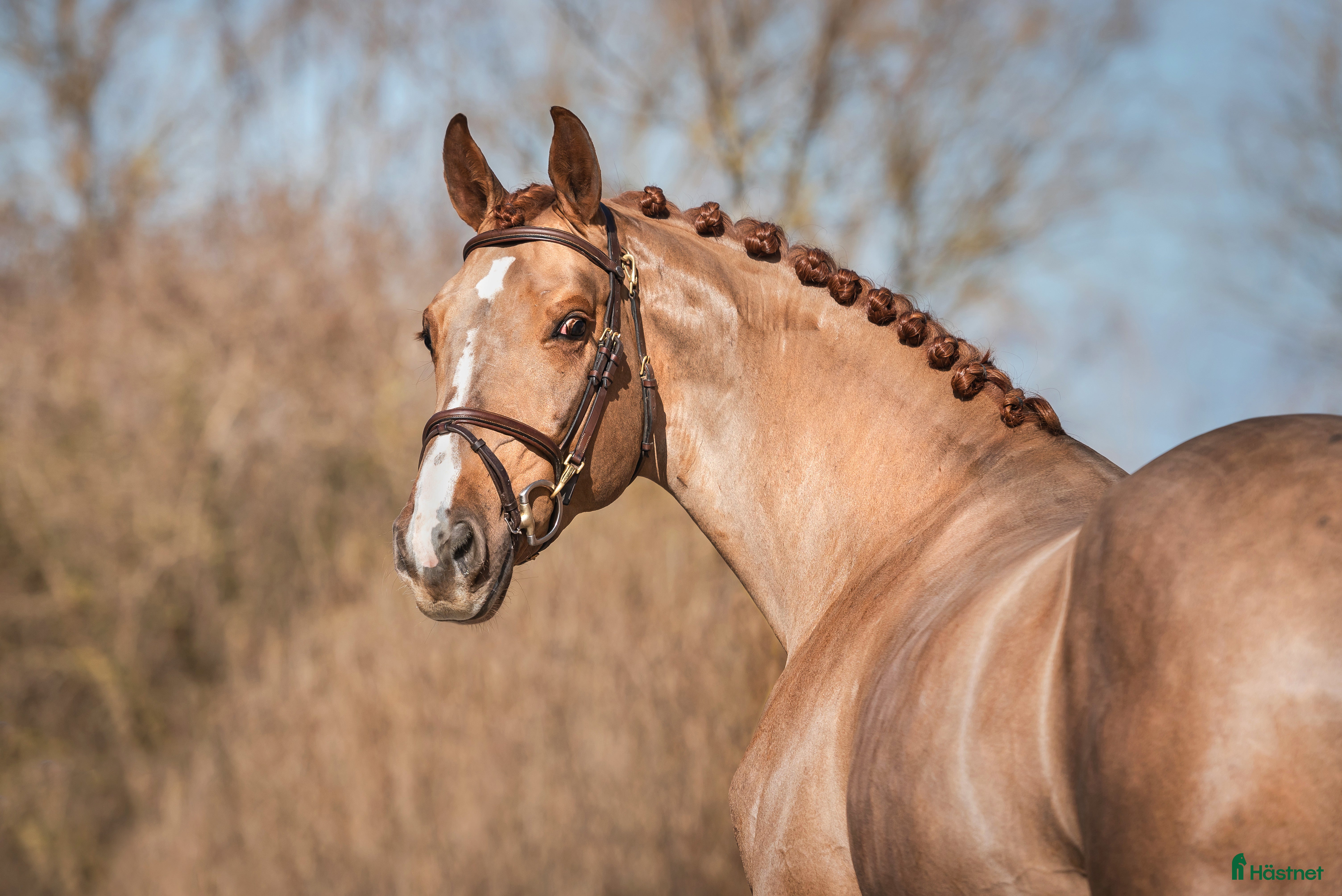  hästar Talented chestnut by Carerra VDL i Nynäshamn - Annons 10
