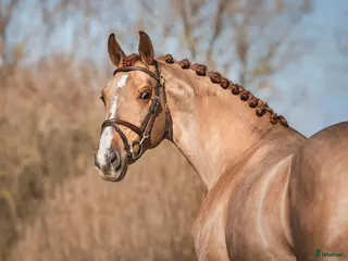 hästar Talented chestnut by Carerra VDL i Nynäshamn - Annons 10