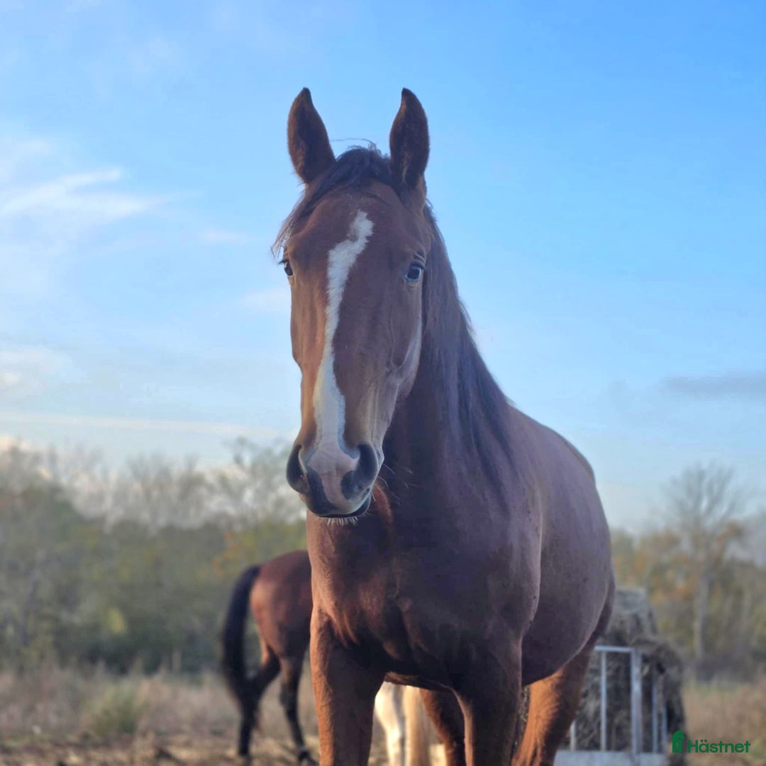  foderhäst finnes: ✨ SWB-sto utlånas på foder ✨ i Borgholm - Annons 1
