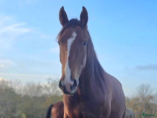foderhäst finnes: ✨ SWB-sto utlånas på foder ✨ i Borgholm - Annons 1