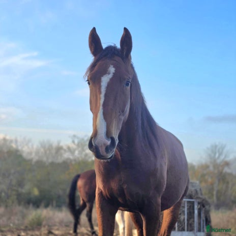 foderhäst i Borgholm - Annons 19