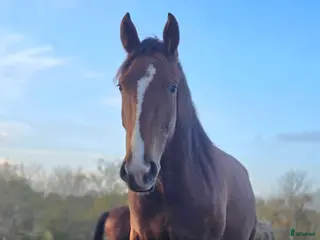 foderhäst ✨ SWB-sto utlånas på foder ✨ i Borgholm - Annons 6