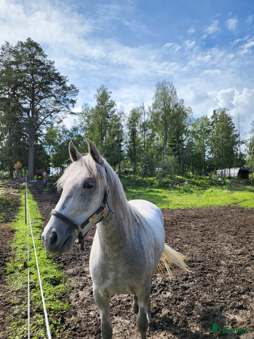 Allround hästar till salu: Charmigt sto söker nytt hem i Norrköping - Annons 2