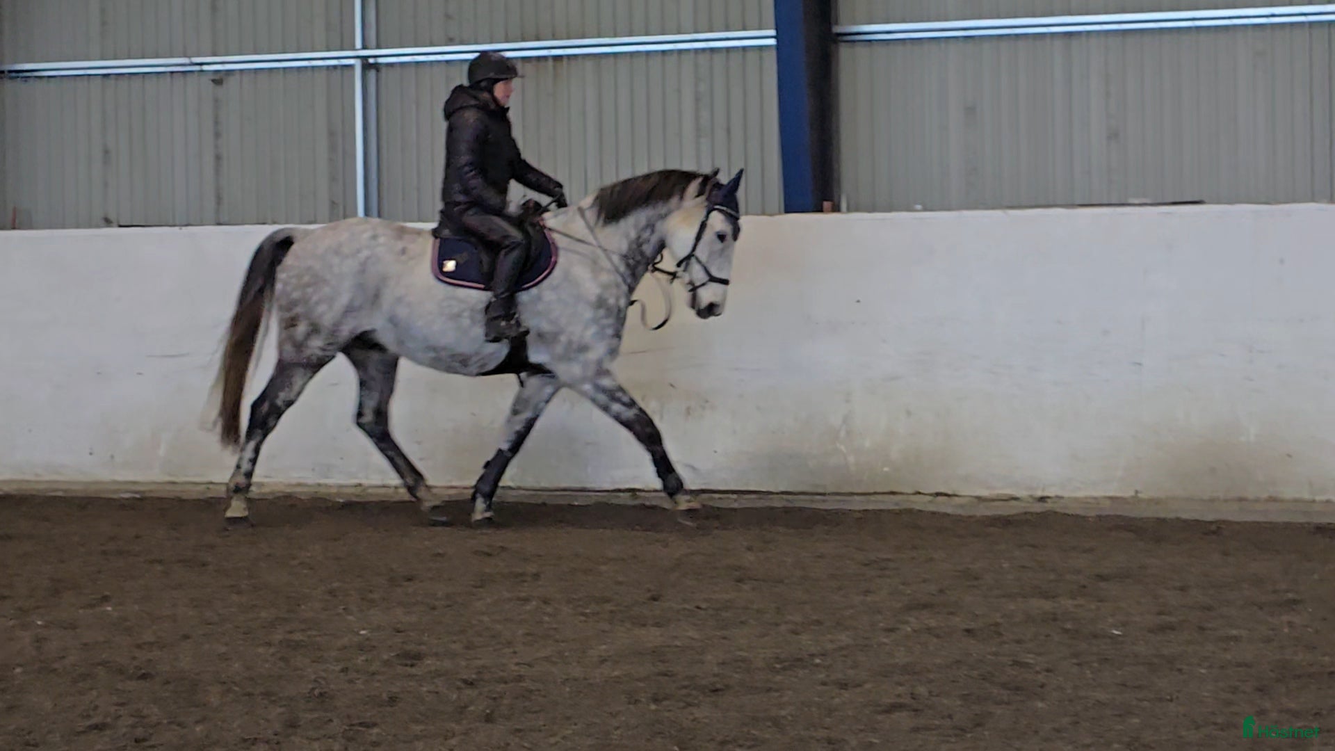  hästar Charmig vallack  - Annons 4