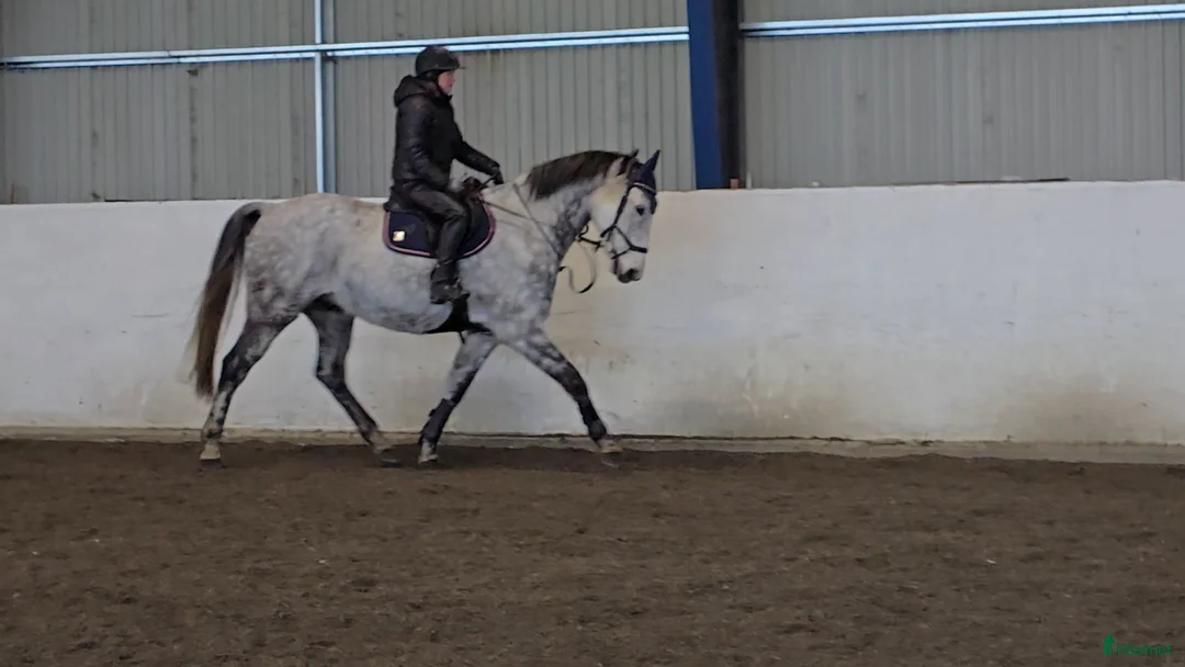 Hoppning hästar till salu: Charmig vallack  i Vedum - Annons 1