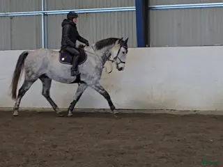 hästar Charmig vallack - Annons 4