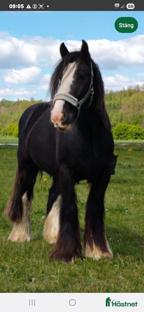  medryttarhäst sökes: Medryttare sökes till Ösmo  i Ösmo - Annons 11