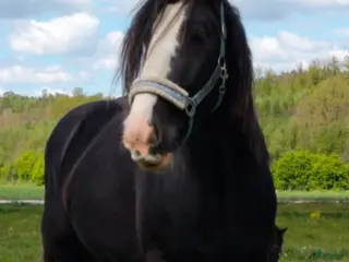 medryttarhäst sökes: Medryttare sökes till Ösmo i Ösmo - Annons 11