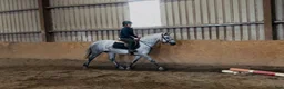 Allround hästar till salu: Selection of Connemara ponies  - Annons 24